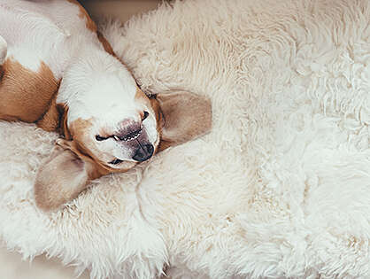 hund_ruecken